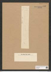 Diatomeae indet. Zeichnungen Sammlung Grunow Nr. 5508 (NHMW-BOT-W0373949)